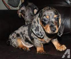 Purebred Mini Dachshund Dapple Smooth Dapple Dachshund Dachshund Puppies For Sale Daschund Puppies