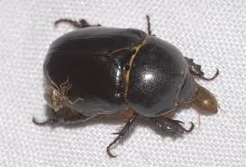 Image result for Pentodon