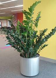 Maybe you would like to learn more about one of these? Zz Plant Zamioculcas Zamifolia On One Of My Interior Landscape Accounts This Zz Plan Indoor Tropical Plants Tropical House Plants House Plants For Beginners