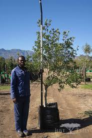 Image result for Ilex mitis