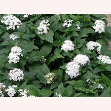 Image result for Pentas