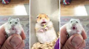 This Screaming Hamster On Tiktok Has Everyone Wondering Wait Why Do They Do That Youtube