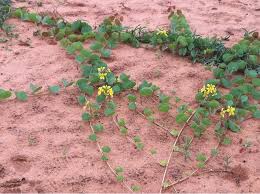 Image result for Rhynchosia castroi