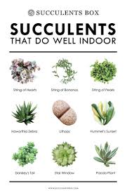 10 Types Of Succulents That Do Well Indoor Plants Low Light Plants Succulent Gardening