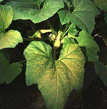 Check spelling or type a new query. Zucchini Yellow Mosaic Virus Wikipedia