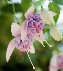 Pin On Garden Flowers Roses And All Things Green