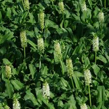 Image result for Eucomis zambesiaca