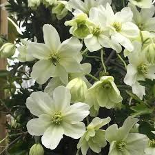 Early summer flowering plants uk. Clematis Fukuzono Clematis Dark Eyes Clematis Dutch Sky