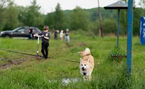 v lenoblasti sobaka ukusila 7 letnego rebenka za sheyu obshestvo rbk