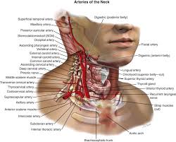 This triangle can be further divided into the submandibular triangle, submental triangle, muscular triangle and carotid triangle. The Neck Pocket Dentistry