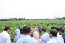 Some 300 people including residents around pontian, family members and relatives were seen at the. Lynas Corporation On Twitter Lynas Menjalankan Penyelidikan Untuk Menambahbaik Penanaman Kenaf Secara Besar Besaran Byk Inisiatif Lynas Menjurus Kepada Penambahbaikan Dan Pembangunan Negara Kita Tercinta Https T Co 1omj4gwmg7