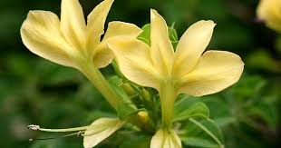 Image result for Barleria spinulosa