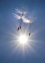 Look At The Birds Of The Air And The Flowers Of The Field Sophia Loren Tribute Bin Laden S Compound Severe Flooding In The U S And More In The Day In Photos Beautiful Nature Nature Photography Nature