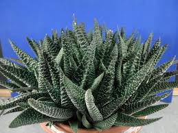 Image result for Asphodelaceae
