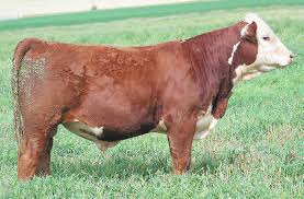 Dobesh Herefords: Faith, Family and Good Cattle Montana's J Bar E Ranch  Celebrates 125 Years