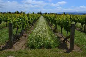 Les abeilles, oiseaux, cigales et autres coccinelles vivent en harmonie au cœur de ce vignoble unique. Viticulture Biologique Les Points Cles Les Rendements Se Convertir