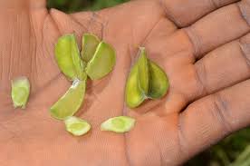 Image result for Dioscorea hirtiflora