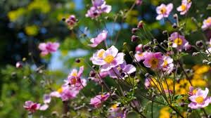 Zuvor gibt es viel zu tun. Auch Im Herbst Sorgen Blumen Fur Farbe Im Garten