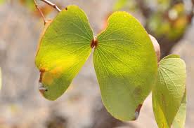 Image result for Colophospermum mopane