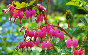 Bleeding hearts always come out at the same time as lilacs so i always snip a few and arrange them together. Pink Heart Shaped Flowers Hd Wallpaper Background Image 1920x1200
