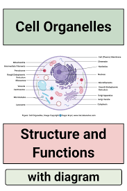 Cell Organelles Structure And Functions With Labeled Diagram In 2020 Cell Organelles Organelles Animal Cell Organelles