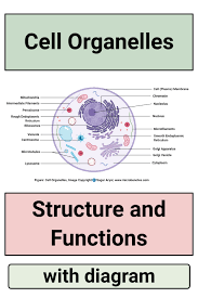 They include the cell wall, large central vacuole, and plastids (including chloroplasts). Cell Organelles Structure And Functions With Labeled Diagram Cell Organelles Organelles Human Cell Structure