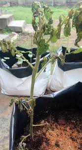Soil for cacti can be prepared at home. Tomato Plant After Neem Oil Application Gardening Landscaping Stack Exchange