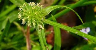 Image result for Kyllinga stenophylla