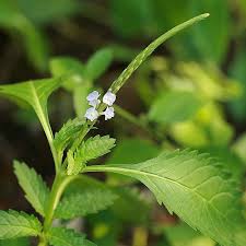 Image result for Stachytarpheta