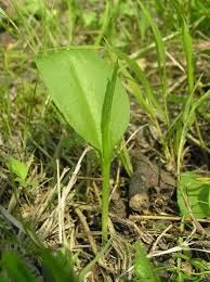 Image result for Ophioglossum thomasii