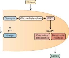 Image result for G6PD Deficiency