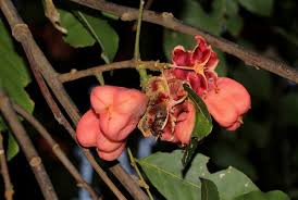 Image result for Blighia