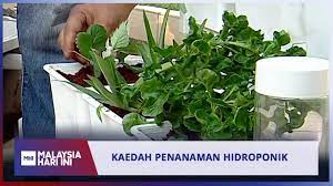 Cara menanam sayuran hidroponik yang sangat mudah adalah dengan menggunakan wadah plastik. Kaedah Penanaman Hidroponik Mhi 22 April 2019 Youtube