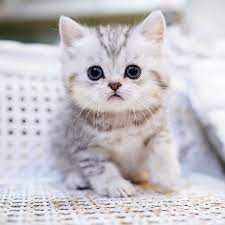 Cats Kittens Pets On Instagram Follow Kittylove Ig For More Cute Posts Dm For Credits Removal No Co Cats Cats And Kittens Cute Baby Animals