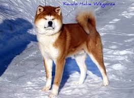 kak obuchat sobak porody pitbulterera akita inu sobaka porody akita akita