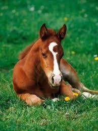 Gorgeous Little Horse Horse Horses Foal Babyhorse Babyhorses Http Www Islandcowgirl Com Horses American Quarter Horse Baby Horses