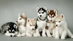 We did not find results for: Beautiful Siberian Husky Dog Photos And Pictures Youtube