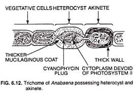 Cyanobacteria Classification Reproduction And Parasexuality