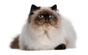 They are the quintessential people cat, for they love to be in it is believed that siamese are descended from the sacred temple cats in siam, now called thailand. Himalayan Cat Breed Information Pictures Characteristics Facts