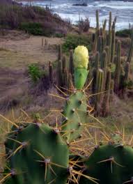 (2) the humor is inherent in the absurdity of the play on words regarding the elongated rostrum of equine individuals, and (3) in the tandem absurdity that by now everyone else seems to have walked into a bar in a joke at one time or another, so why not a horse? Free Hike Cas En Bas To Barrel Cactus Point And Back Island Effect