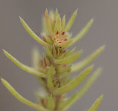 Image result for Crassula schimperi