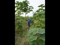 Pin Von Heike Bs Auf Garten Balkon In 2020 Blauglockenbaum Pflanzenblatter Baum