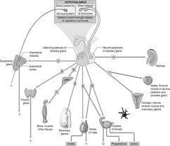 Study Guide Chapter 18 The Endocrine System Diagram Quizlet