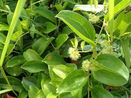 Image result for Smilax anceps