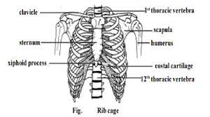Duodenum location in relation to ribcage. Rib Cage Human Skeletal System