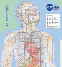 3d render of internal human body rotating jeul5wzs d. Check Out This Map Of The Human Body Drawn In A Nyc Subway Map Style Viewing Nyc