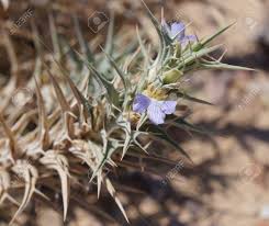 Image result for Blepharis