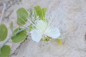 Image result for Capparis cartilaginea