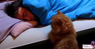 تفسير حلم رؤية القطط في المنام والخوف منها لابن سيرين مجلة رقيقة