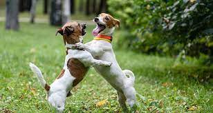 Good And Bad Play Behavior Cesar S Way